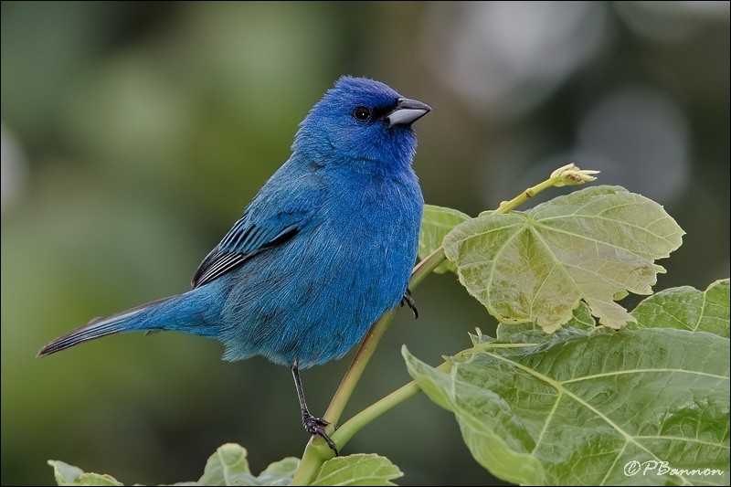 Quel réseau social a un oiseau bleu comme symbole ?