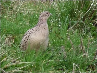 Chez quel auteur rencontre-t-on un personnage surnommé 'Galinette' ?