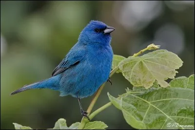 Quel réseau social a un oiseau bleu comme symbole ?