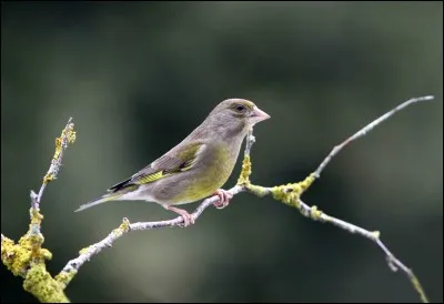 Qui est l'auteur du poème 'Pour faire le portrait d'un oiseau' ?
