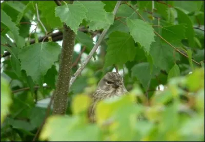 Pourquoi les oiseaux se cachent-ils dans le titre d'un roman de Colleen McCullough ?