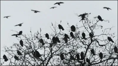 Qui a réalisé le film 'Les Oiseaux' ?