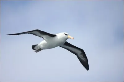 Quel poète a écrit 'L'Albatros' ?