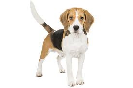 Quiz Races de chiens