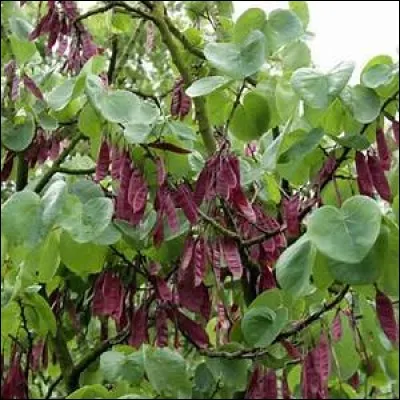 Quel est cet arbre aux feuilles bien reconnaissables ?