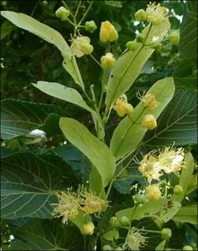 On aime le consommer, mais saurez-vous le nommer ?