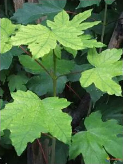Comment sont disposées les feuilles de l'érable ?