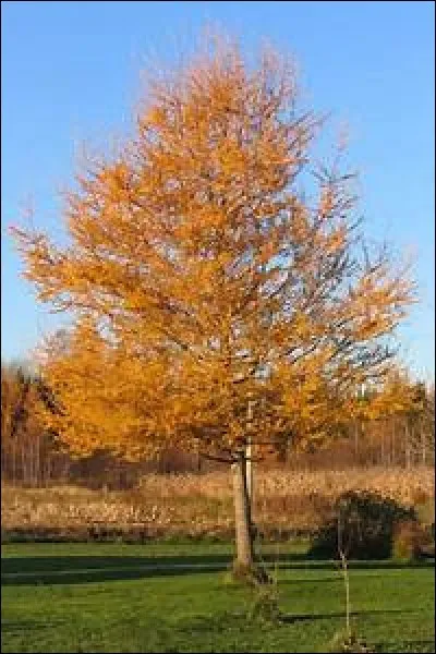 L'arbre qui a des aiguilles devenant jaunes en automne est le...