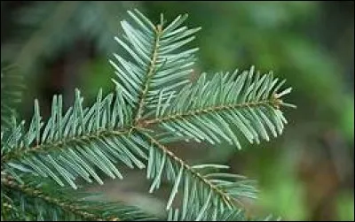 Quel est cet arbre aux aiguilles attachées toutes seules sur le rameau ?