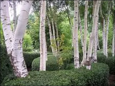 Quel est celui-ci au tronc pâle ?