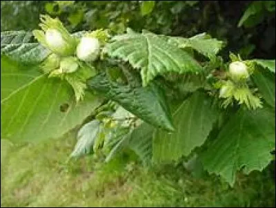 Vous reconnaissez le...