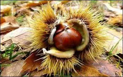 Les cochons comme les humains aiment ses fruits :