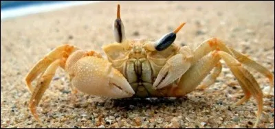 Si vous avez l'intention de manger un crabe, faites attention, car sur 600 crabes...