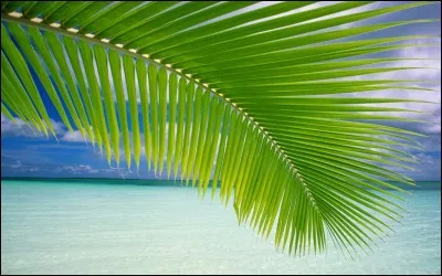 Pour votre abri, vous devez faire votre toit avec...