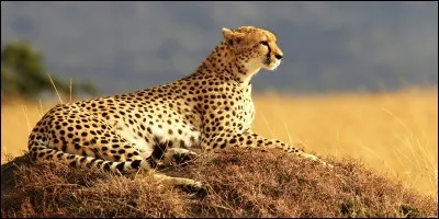 Comment s'appelle cet animal ?