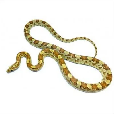 Comment s'appelle cet animal ?