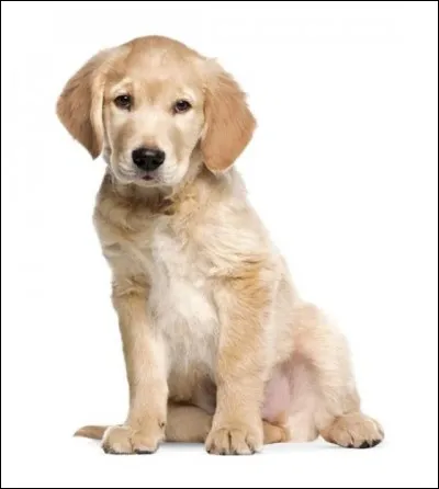 Comment s'appelle cet animal ?