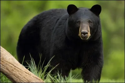 Comment s'appelle cet animal ?