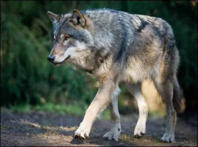 Comment s'appelle cet animal ?