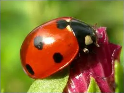 Les fourmis s'attaquent aux coccinelles.