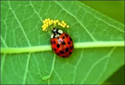 On dit que la coccinelle porte bonheur.