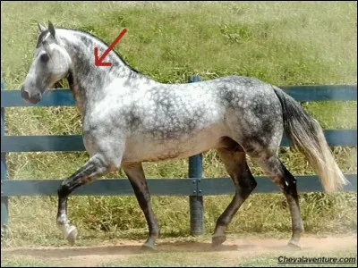 Comment se nomme la partie du cheval entre sa tête et son garrot ?