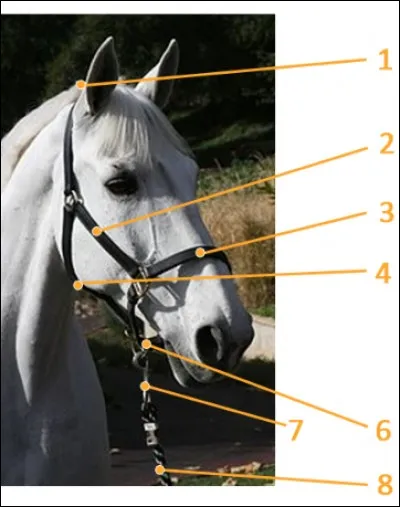 Associe chaque nombre à la partie du licol qu'il représente :