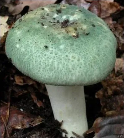Voici encore la russule verdoyante appelée palomet, c'est un champignon à :
