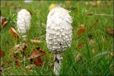 Le coprin chevelu les cache bien sous son chapeau !