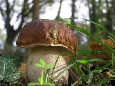 Voici l'excellent bolet tête de nègre, avec quoi donc sous son chapeau ?
