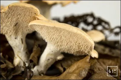 Et enfin, pour ceux qui ne les connaissent pas, voici à quoi ressemblent les aiguillons portés par ce champignon qui fait partie des hydnes :