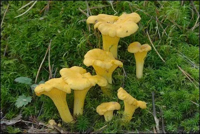 Dans quelle catégorie se situent nos adorables girolles ?