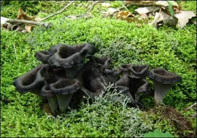 Que trouve-t-on sous la trompette de la mort ?