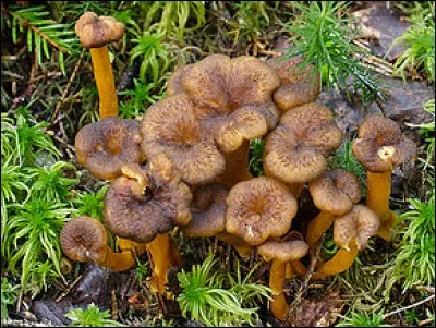 Et sous ces savoureuses chanterelles ?