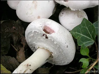 Qu'est-ce qui se cache sous le chapeau du rosé des prés ?