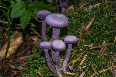 Et sous le chapeau de la laccaria améthyste ?