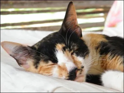 On dit que la robe de cette chatte est ...