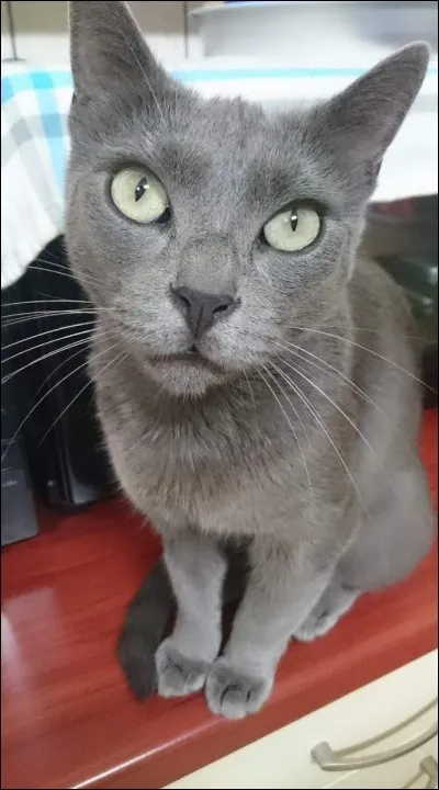 Quelle est l'orthographe exacte du prénom de son chat ?