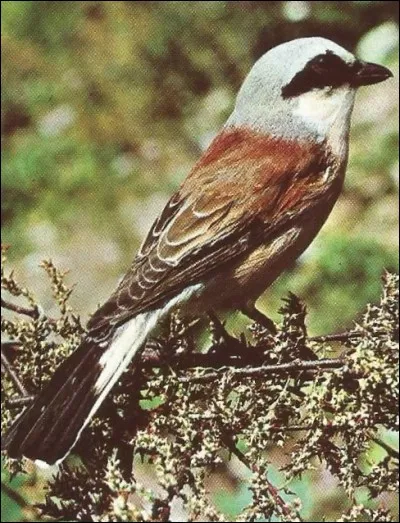 Quel est ce bel oiseau ?