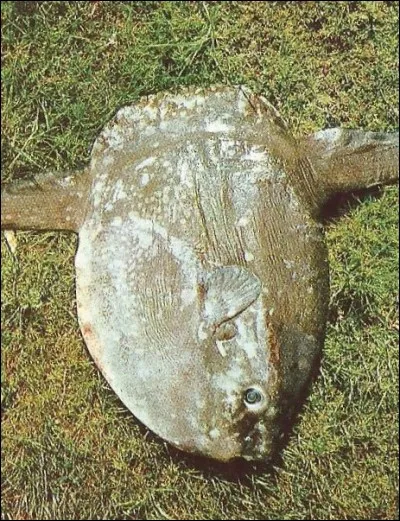 Ce poisson qui se nourrit essentiellement de plancton est un...