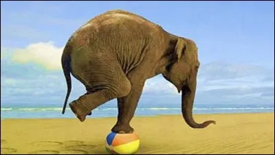 Si tu étais un animal combien voudrais-tu peser ?