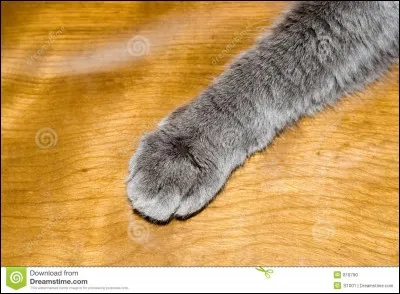 Si tu étais un animal, tu aimerais avoir...