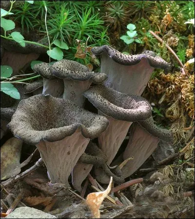 La trompette de mort est-elle comestible ?