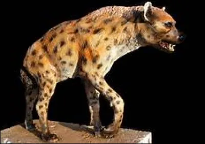 Dans quel lieu la hyène des cavernes restait-elle pour chasser ?