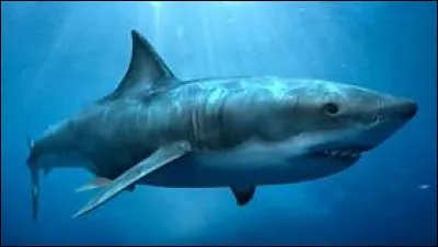 Où vivait le mégalodon ?