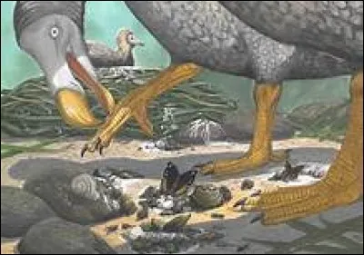 Quel est le véritable nom du dodo ?
