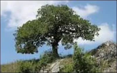 Qu'est-ce-qu'un chêne ?