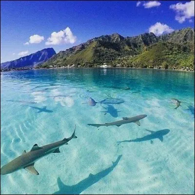 Quelles sont les meilleures amies dans cette histoire ?