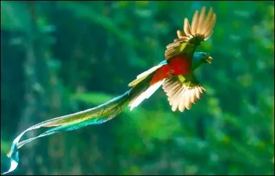 De quel pays d'Amérique centrale le quetzal est-il à la fois le nom de la monnaie et l'oiseau national ?