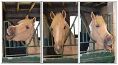 Comment se nomme le premier cheval que Cassandre a eu dans "Rêve compulsif" ?